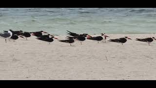 Black Skimmers with Laughing Gulls.