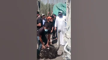 ذبح النعام الى المتضاهرين ثورة محرم الحرام 