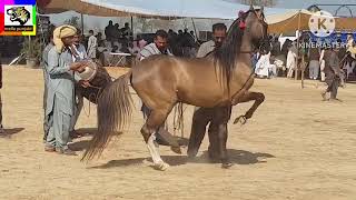 Horse dance with shehnai mella ratti tibbi khankah Dogran | wah ghora wah