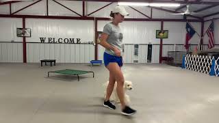 Joy & Hope- Board and Train Program (Flower Mound)