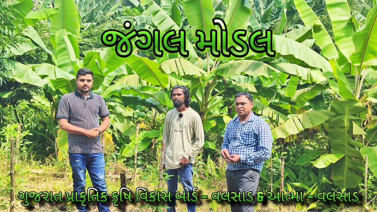 જંગલ મોડલ | પ્રાકૃતિક ખેતી | રાહુલભાઈ પટેલ | 