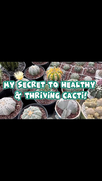 My go-to fertilizers and treatments 🌵 #cactuscare #cactuscollection #cactuscollector #cactuslovers