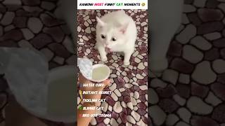 ranking most funny 🤣 cat moments on the internet #funny