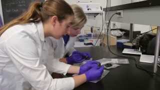 Summer Research - Tracking Bats