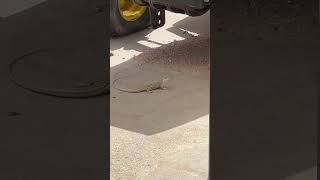 Checkered whiptail