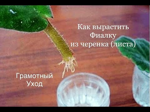 Как вырастить фиалку из листа. Секреты ухода и выращивания
