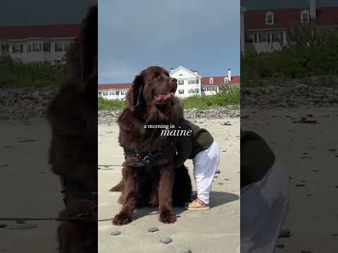 Video: New England Dog Friendly Bakasyon