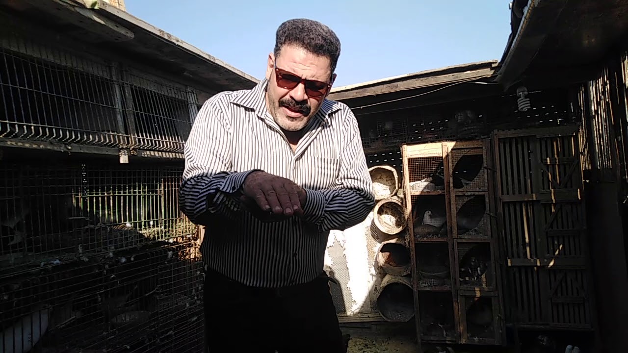 ازاى اعرف اجوز الحمام وافرق بين الشغال والعطال وتقليب البكستاني#احمدماكو والحمام احلى حاجه في الدنيا