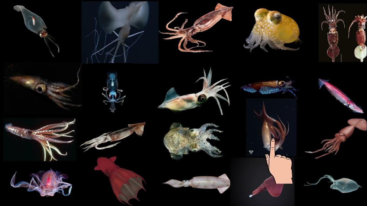 10 + Types of Squid Species - YouTube