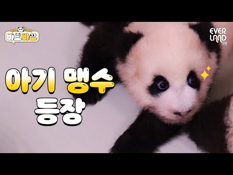 &amp;quot; 동생 궁뎅이 노리는 1바오 ㅋㅋㅋ｜#바오바오 EP.11 유치가 났어요  | <strong>에버랜드</strong> <strong>판다월드</strong>