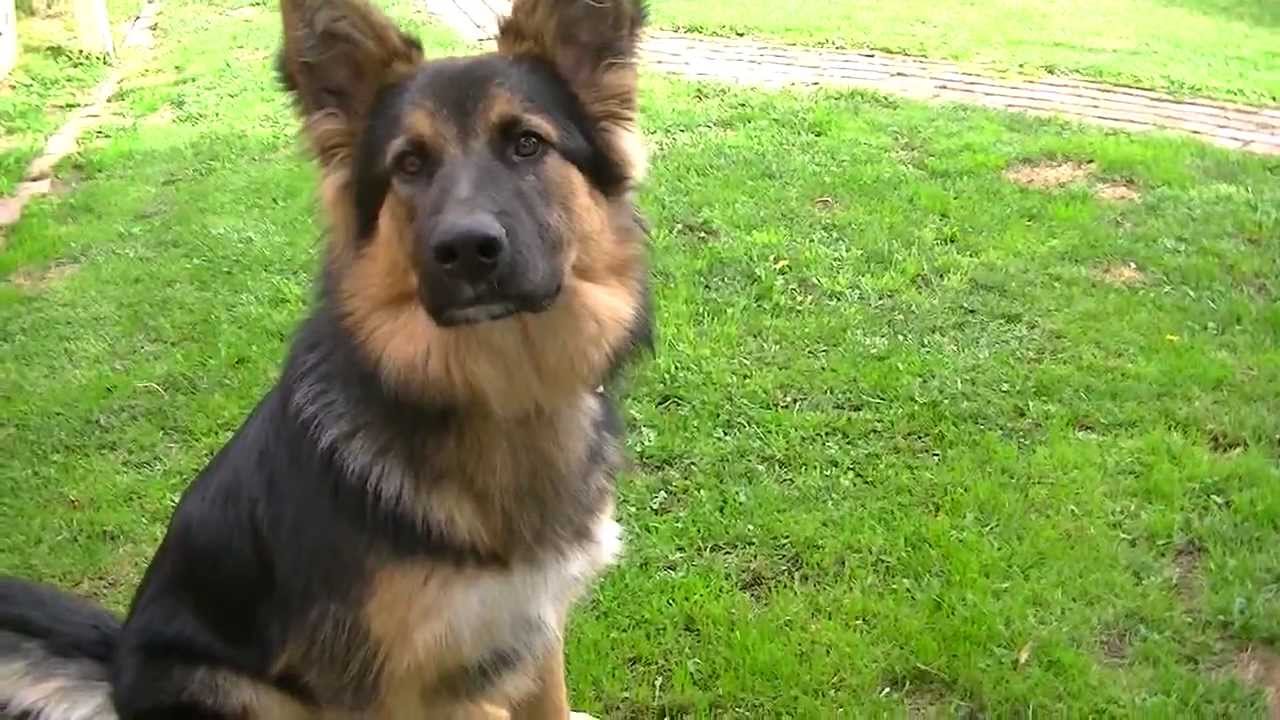 Saba the German Shepherd puppy likes to fetch! - YouTube