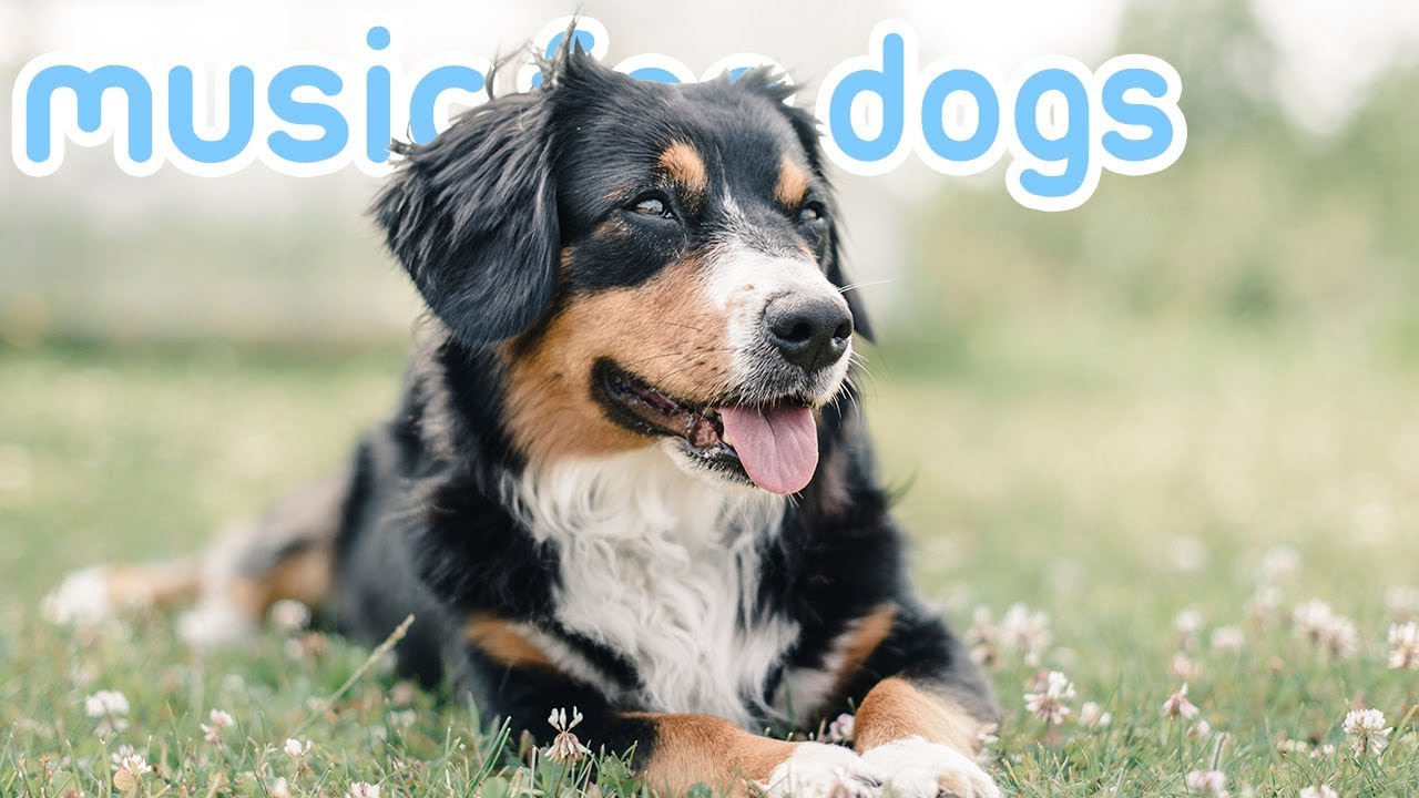 youtube music to calm dogs
