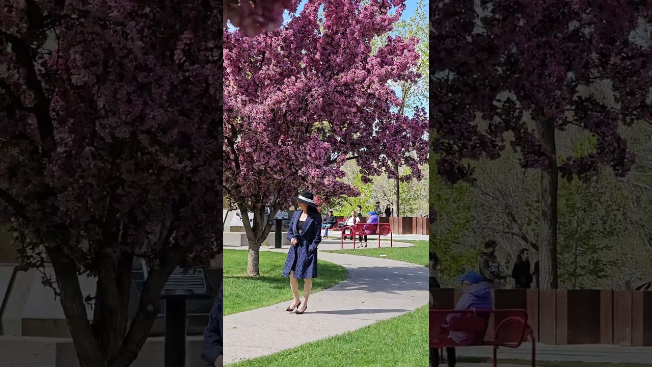 Calgary Cherry Blossoms 🌸  