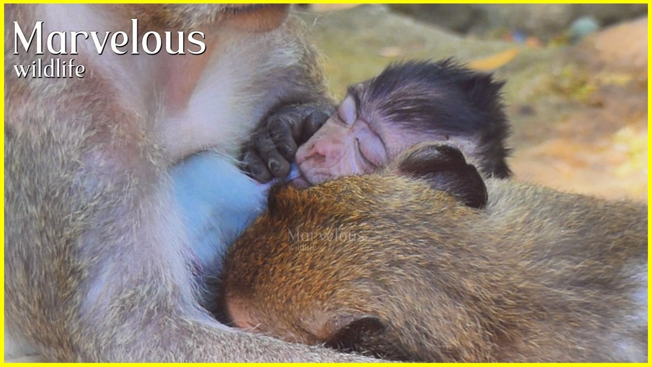 bviously...! Big girl Jonna attended​  Jazzy's chestt accompany with Jiva sleep drink milk