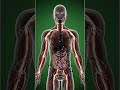 What Coca Cola Does Inside Your Body in 5 Seconds ⚠️ | 3D Anatomy Breakdown