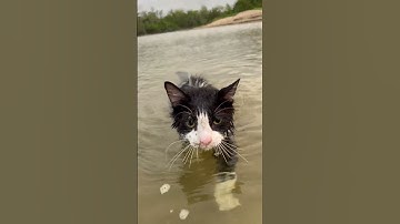 Cat Goes For a Swim || ViralHog