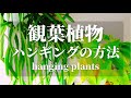 【観葉植物】ハンギングの方法