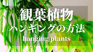 【観葉植物】ハンギングの方法