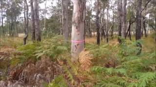 Koala habitat surveys - A close encounter