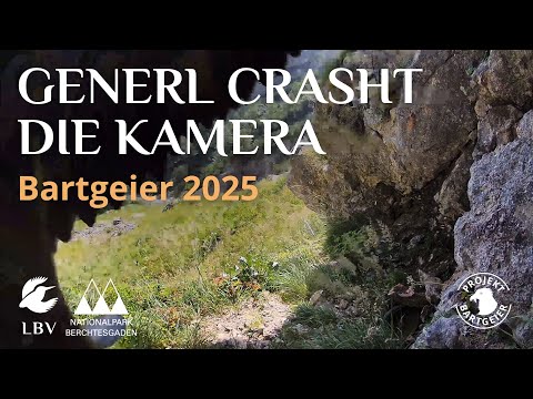 LBV Bearded Vulture Camera Collision 2025 live cam preview