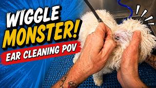 Sensitive Wiggle Monster Maltese Ear Cleaning POV 😳Hair Pulling ASMR #grooming