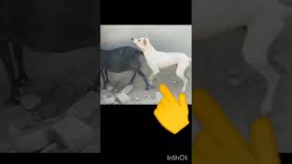 bakra nd dog sexy