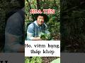 Trầu tiên chữa ho, viêm họng, phong tê thấp #phuongduoclieu #thuốcnam #trautien #bienhoa #tetan