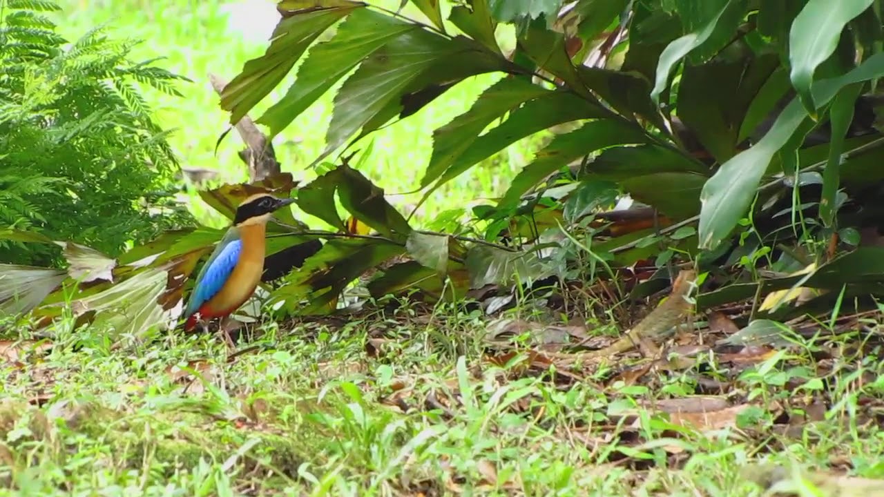 Blue-winged Pitta Vs Lizard 
