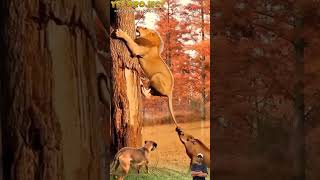 Moment lucu 🤣 Singa Gagal Manjat Pohon Gara-Gara Babi Hutan, Anjing Sampai Kaget 🤣 #animals