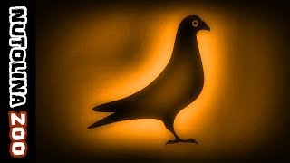 Tauben Geräusche Duif Geluid Tauben Gurren Gruchanie Gołębia