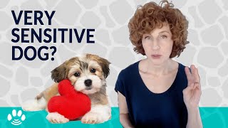 3 Signs Your Dog is an Empath (or cat, horse, hamster... too!) by Danielle MacKinnon 6,360 views 3 years ago 6 minutes, 41 seconds