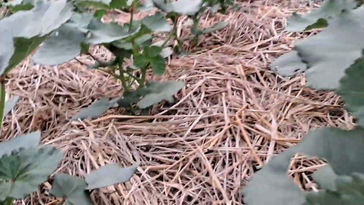 भिन्डी की जैविक खेती फसल एक माह की ।