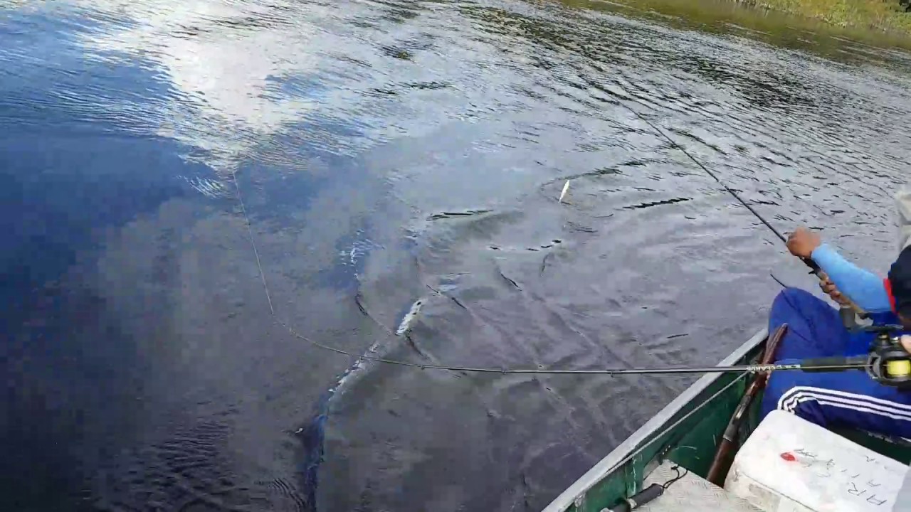 Tucunaré Açu de 8kg record pessoal de Leofish na Amazônia 2017. - YouTube