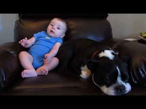 Dog Runs Away When Baby Poops