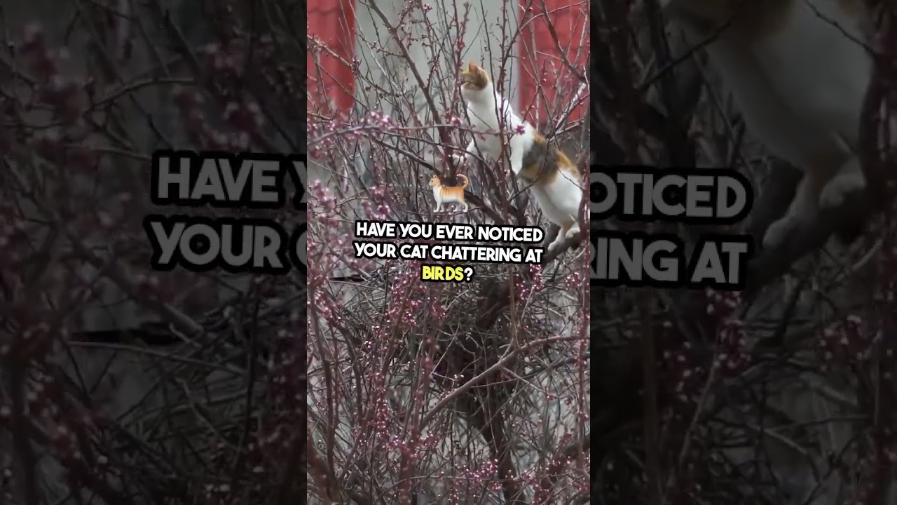 Do You Know Why Cats Chatter at Prey  