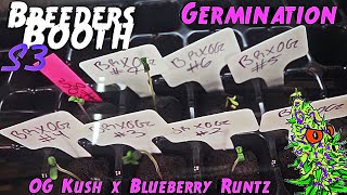 Breeders Booth S3 Ep. 1 | Growing My Own Strain | OG Kush x Blueberry Runtz ( Goodbuds Genetics )