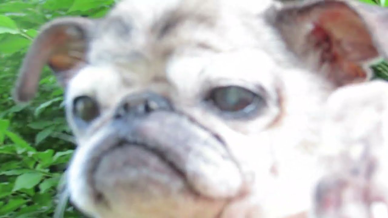 Bosco Bartleby Fuller: An American Poet (1943 ~ 1971).