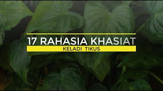 17  RAHASIA KHASIAT KELADI TIKUS YANG PERLU DIKETAHUI