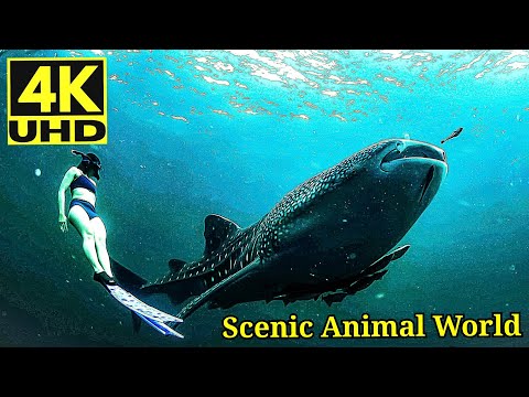 Exploring Mysteries of the Underwater World | Ocean Wonders 4K Video | ZooTube