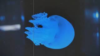 【vocaloid kokoneオリジナル】「五月の雨」／天空海月