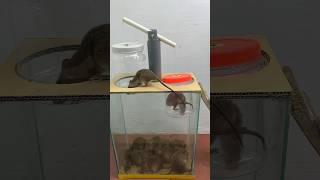 The Best Mouse Trap Idea With A Balance Bridge // Mouse Trap 2 #Rat #Rattrap #Mousetrap #Shorts