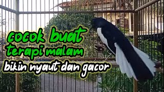 kacer ngeplong santai bikin nyaut kacer lain cocok buat terapi malam agar kacer bahan cepat bunyi
