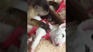 Monkey Grooms Puppy Pal || ViralHog