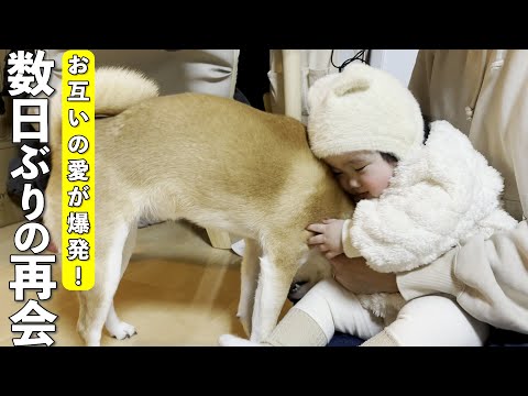 1歳児と数日ぶりの再会に感情が爆発して大暴れする柴犬