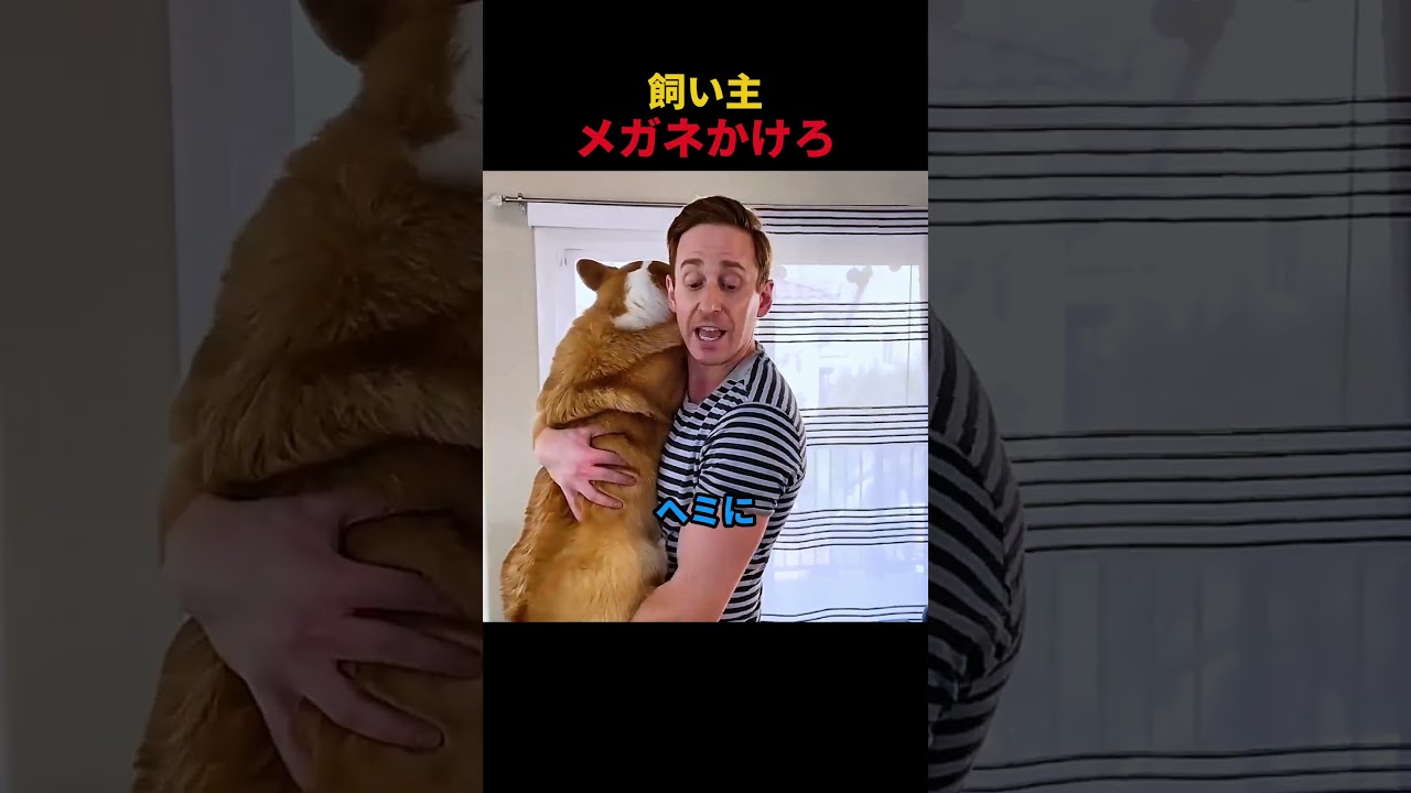 飼い主メガネかけろ