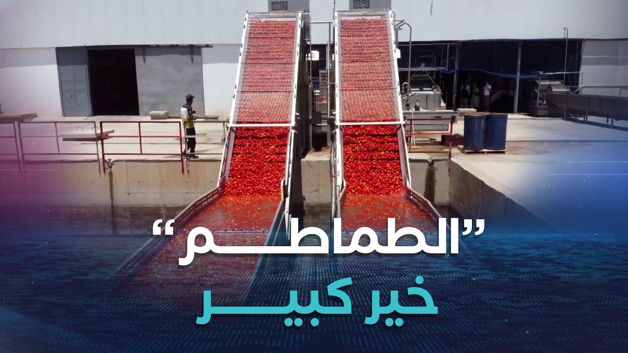 #غليزان..وحدات التحويل تشرع في استقبال محاصيل الطماطم الصناعية