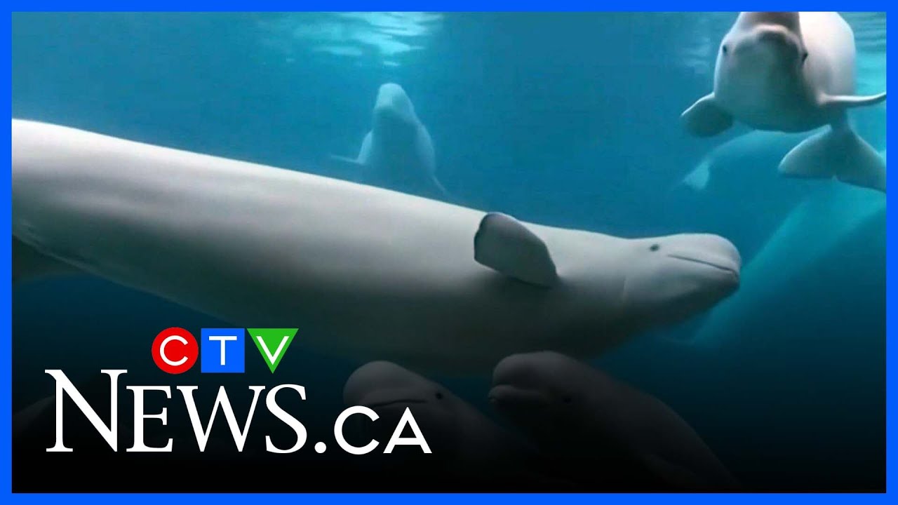 How will 30 belugas be moved from Marineland to several U.S. aquariums?