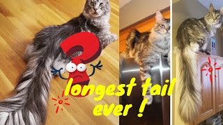 Cygnus The Tallest Cat And Longest Tail Ever   Meet The Record Breakers  Cats U0026 Dogs