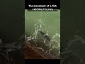The movement of a fish catching its prey.獲物を捕らえる魚の動き@キャリア40年以上のプロ馬券