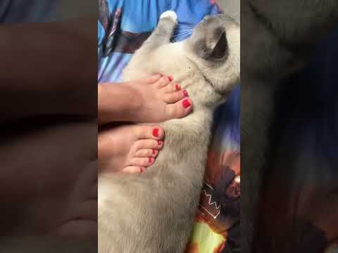 Rubbing my cat with my feet #feetcommunity #feetshorts #feetmatter #prettyfeet #feets #goodfeet